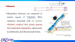 The Telomere amp Telomerase [upl. by Mcgraw]