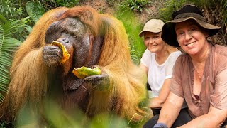 Samboja Lestari Orangutan Volunteer Project  The Great Projects [upl. by Jenny507]