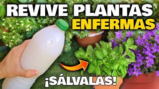 CURA y RESUCITA PLANTAS ENFERMAS o Secas con este ABONO CASERO Fertilizante Revive Plantas [upl. by Zosema115]