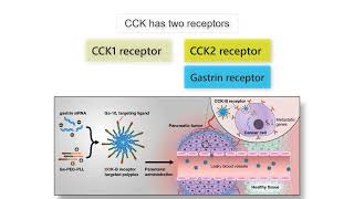 GASTRIN CCK AND CANCER Gastrin CCK and Secretin functions in health and disease explained [upl. by Negaem]