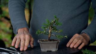 Starting out with Bonsai for 5 USD [upl. by Ayouqat]