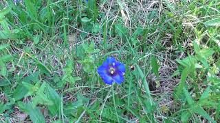 La Gentiane Acaule plante médicinale protégée  Stemless Gentian a medicinal protected plant [upl. by Eiryk146]