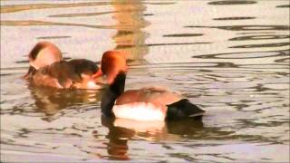 Redcrested Pochard [upl. by Feld815]