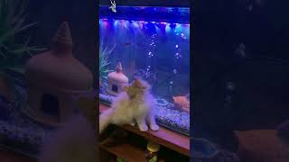 Cats vs Fish Tanks  Kitten kitten fishtank aquarium [upl. by Idnar]