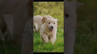 Labrador puppies running and playing 🤩shotsvideo love tamilsong musicdoglover [upl. by Comfort]