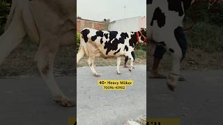 💎 Heavy Milker Cows 40 Milk Capacity For Sale 7009645902 ChopraDairyFarm trending cow hf [upl. by Kasper]