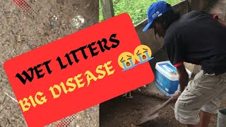 HOW I AVOID DISEASES ON MY CHICKEN FARM chicken [upl. by Ahsiele]