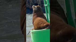 Water dog ridewithmesealions boatlife cadelta [upl. by Atirahs]