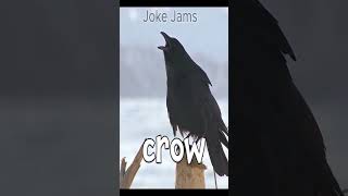 Crow  Zoonomaly Theme Song COVERshorts zoonomaly funny birds [upl. by Amein709]