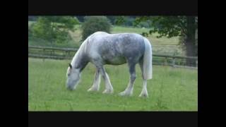 Shire Horses [upl. by Ehtylb]