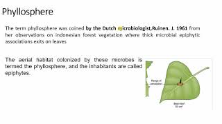 rhizosphere and phyllosphere [upl. by Susumu]