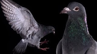 Slow Motion Pigeon Clap  Earth Unplugged [upl. by Forest263]