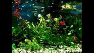 AQUARIUM JUWEL RIO 240 v EB 16 March 2012 [upl. by Essej594]