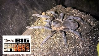 Pet Store Rescue Aphonopelma seemanni [upl. by Helli]