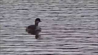 BlackNecked Grebe young  Geoorde Fuut Jong Podiceps Nigricollis [upl. by Yatnuahs]