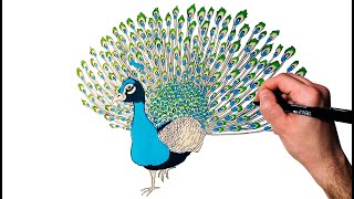 How to Draw a Peacock and Color It 👌 VERY EASY [upl. by Auerbach]