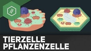 Tierzelle vs Pflanzenzelle  REMAKE [upl. by Crispas]