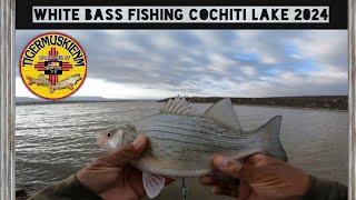 WHITE BASS FISHING COCHITI LAKE 2024 [upl. by Carlile]