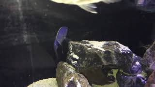 african cichlids Protomelas fenestratus fire blue Lupingu [upl. by Danella]