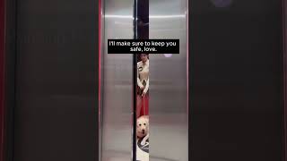 A responsible dog owner in elevator  1  doglover dog dogs pets shortsvideo animallover [upl. by Renny]