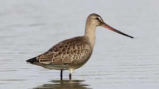 Hudsonian Godwit  Limosa haemastica [upl. by Ahsieym570]