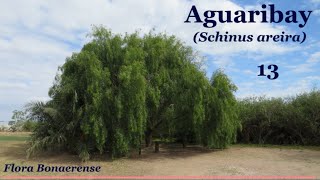 Aguaribay Schinus areira  FB  013 [upl. by Spindell909]