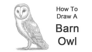 How to Draw a Barn Owl [upl. by Emmalee26]