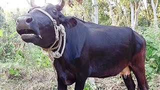 Cow Sound Amba Amba What Sound Dose The Cow Make Record By Tobibul At Rosulpur  Cow Voice [upl. by Zoba]