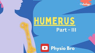 Humerus Part  III [upl. by Navetse]