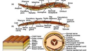 Phylum Nematoda Part 1 Notes [upl. by Grant]