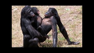 Animals Mating  Amazing Wildlife Mating Documentary [upl. by Hcone594]