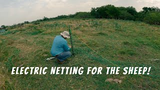 Setting up Vevor Electric Netting for the Sheep [upl. by Aekim]