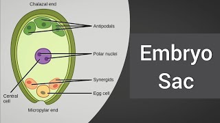 Types of embryo sac [upl. by Mersey717]