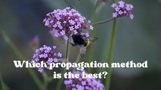 The Secret to Propagating Verbena and More [upl. by Lucie]