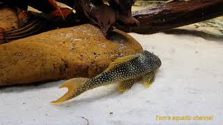 L14 Scobinancistrus aureatus quotSunshine Plecoquot HD  Toms aquatic channel [upl. by Bernj]