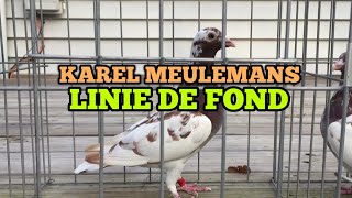 Karel Meulemans  Linia cea mai frumoasa de PORUMBEI DE ZBOR  PD 2019 [upl. by Yrak]