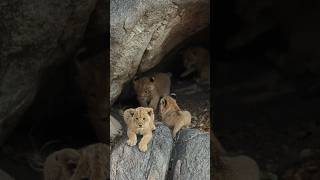 The newest additions to the Ntsevu pride wildlife safari ntsevupride lions [upl. by Edyth]