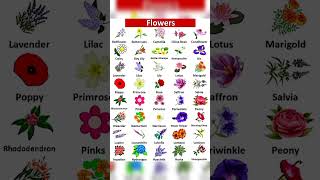 flower names flowers [upl. by Iaoh285]