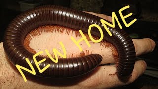 How To Setup A Chocolate Millipedes Enclosure [upl. by Lraep337]