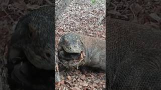 Komodo gave up swallowing goats head🤮 part 8 [upl. by Valdis320]