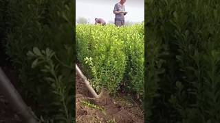 The process of digging up boxwood seedlings [upl. by Henrietta]