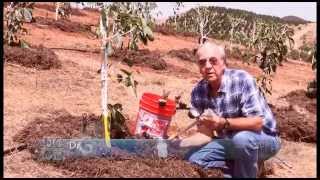 How to Install a Tensiometer in an Avocado Grove [upl. by Ateuqram]