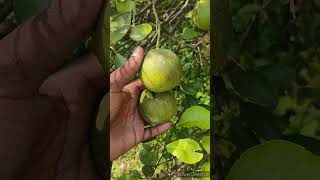 Citrus mites mangu infestation agriculture viralshort youtubeshorts shorts [upl. by Godber]