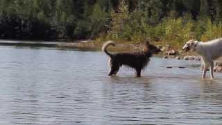 Berger Picard Hukka and Borzoi Bentley [upl. by Lenaj]