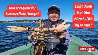 Hva er reglene for hummerfiske i Norge  What are the rules for lobster fishing in Norway [upl. by Etakyram]