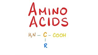 Bio Special Amino Acid Metabolism  Branched chain amp Acidic amp Basic Aliphatic Amino Acid [upl. by Modestine]