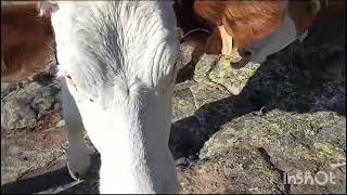 El abuelo y Cecilio Pérez en la sierra nos enseñan las de la Covatilla [upl. by Atinat]