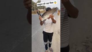 कबूतर को उड़ा दिया 😱kabutarbazzi shortsfeed birds ytshorts birdslover shorts viralshort pets [upl. by Chance]