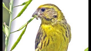 European Serin Serinus serinus Chamariz Milheirinha [upl. by Noreh]