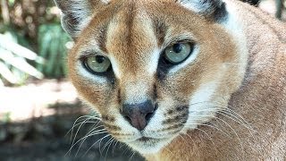 Help Build New Wild Cat Enclosure [upl. by Jehiel480]